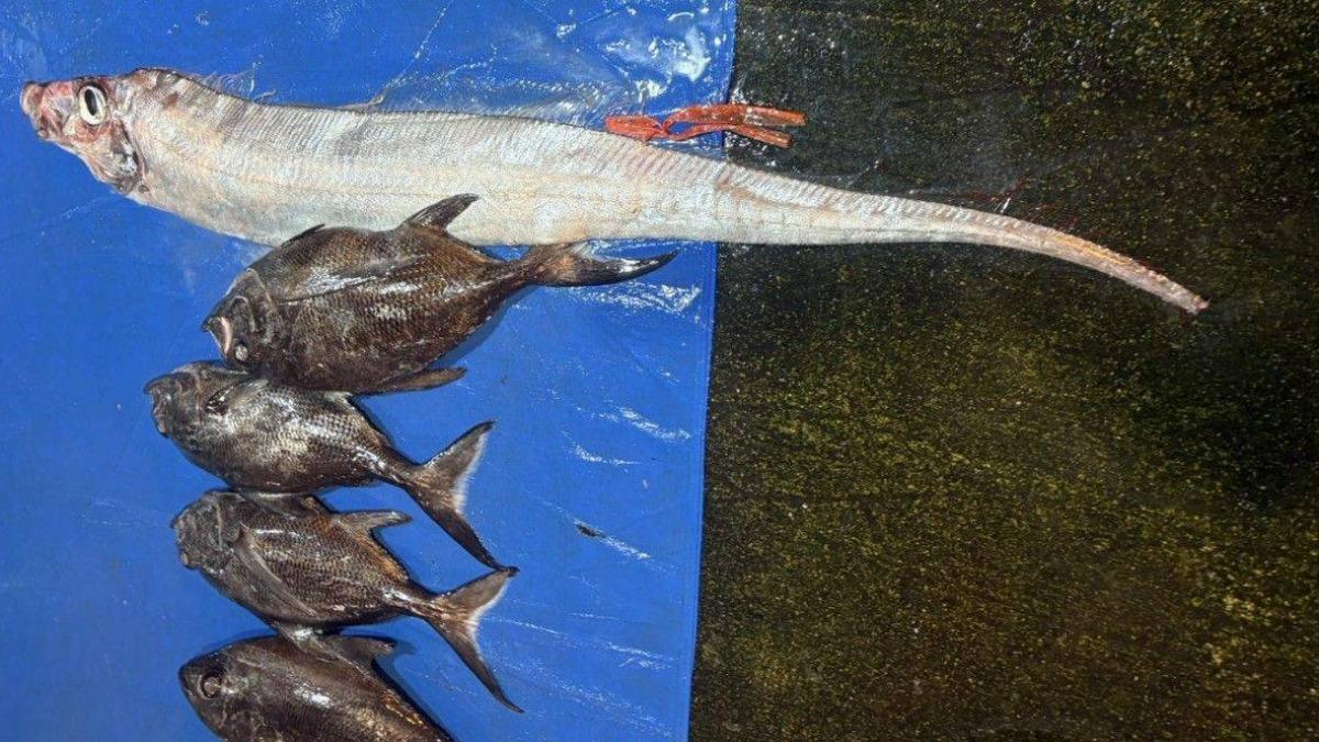 東部外海6.2強震後現身!澎湖捕獲罕見「地震魚」專家揭真相