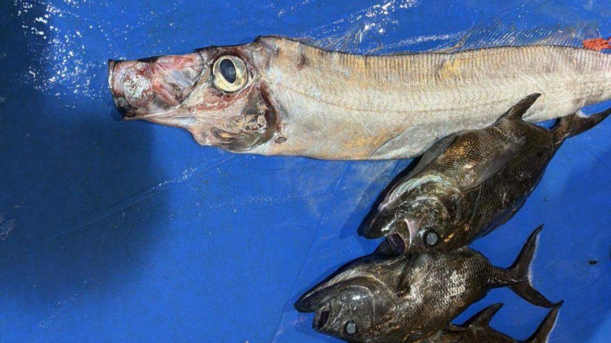 皇帶魚出沒與地震並無明確的相互關聯。(圖/吳家豪提供)