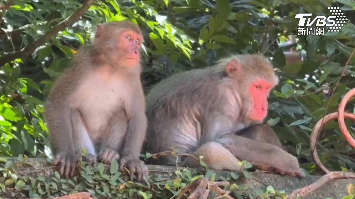 動物園表示，猴子搶食的技巧跟速度越來越進步，如果遇到猴子行搶只能由牠去，不要與猴子衝突（圖／TVBS）