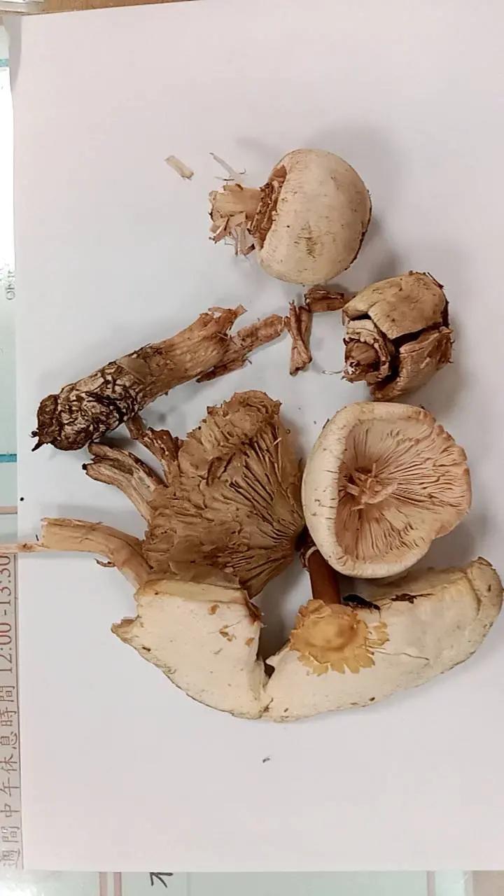 外觀與可食用菇類極為相似的綠褶菇,是最常被誤食的有毒蕈類。(圖/台北榮總提供)