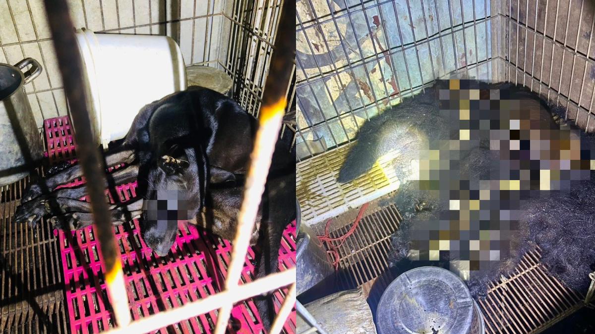 新竹犬隻煉獄!惡園主高價顧狗「卻活活餓死」 白骨、屍體遍佈
