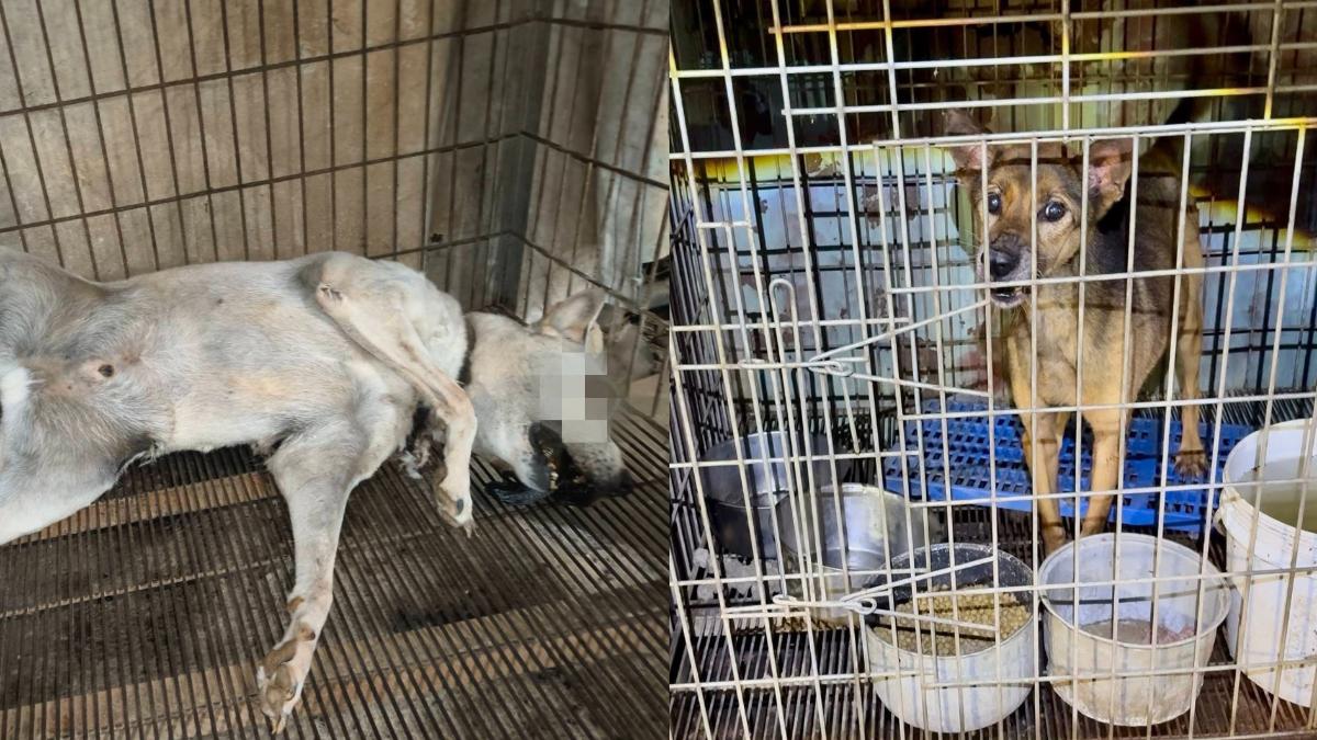 新竹一處狗園環境惡劣,許多犬隻皆消瘦且無飼料可吃。(圖/新竹市浪愛傳遞貓狗tnvr協會 提供)