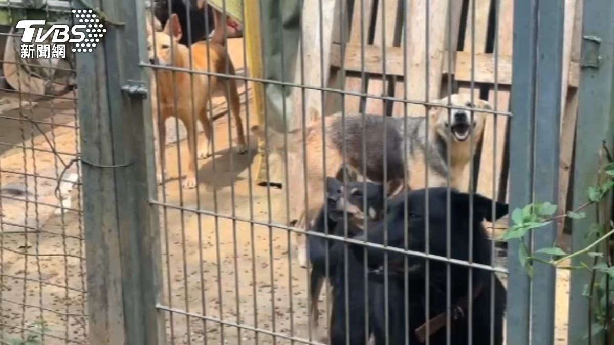 新竹狗園10犬被餓死!負責人罰26萬、法辦 32毛孩急安置