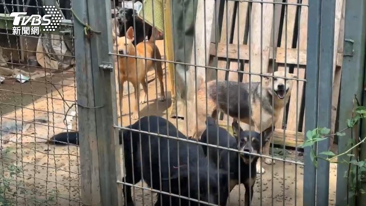 新竹一間狗園內十隻犬隻被餓死,其餘狗狗也無人照顧。(圖/TVBS)