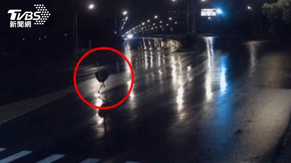 路上可見鴕鳥奔跑身影。(圖/TVBS)