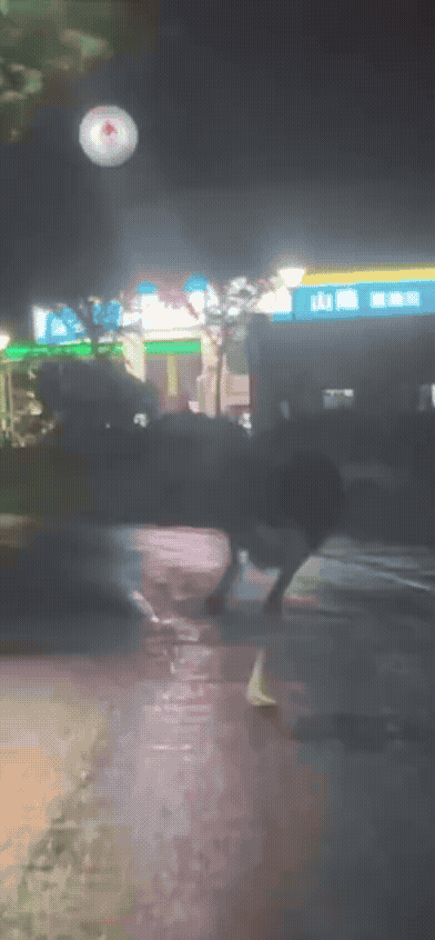 一隻鴕鳥在路上狂奔。(圖/網友授權提供)