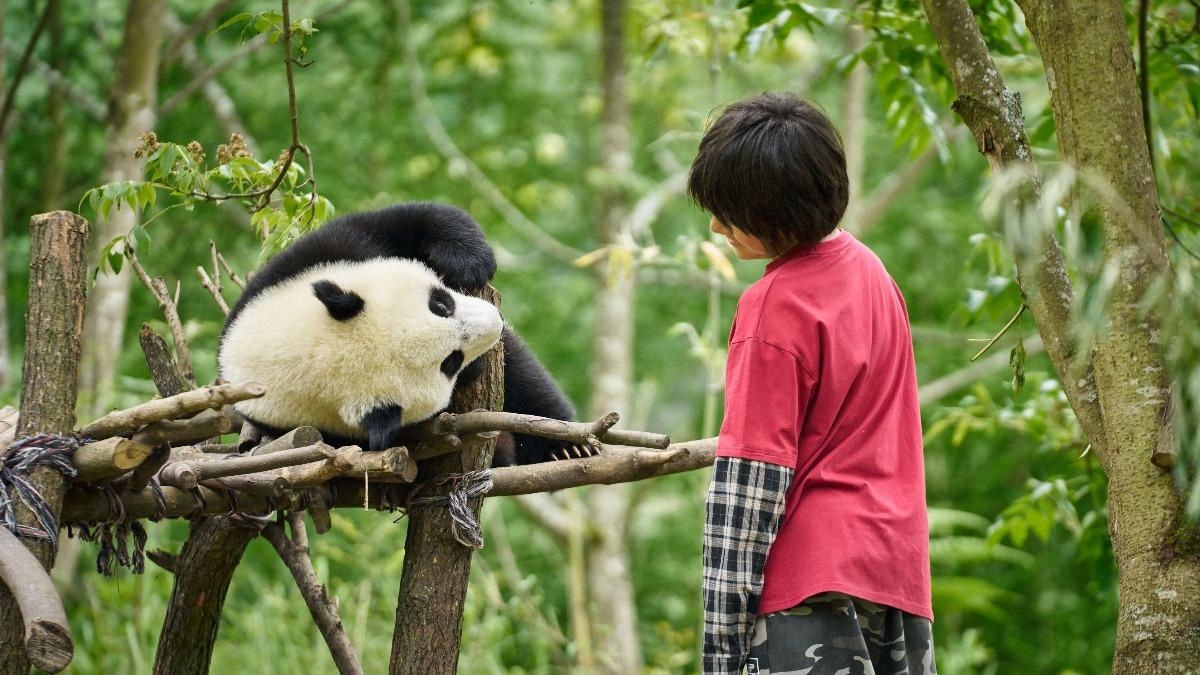 影帝劉燁兒子劉諾一是全片可以近距離接觸熊貓的人。(圖/壹壹喜喜提供)