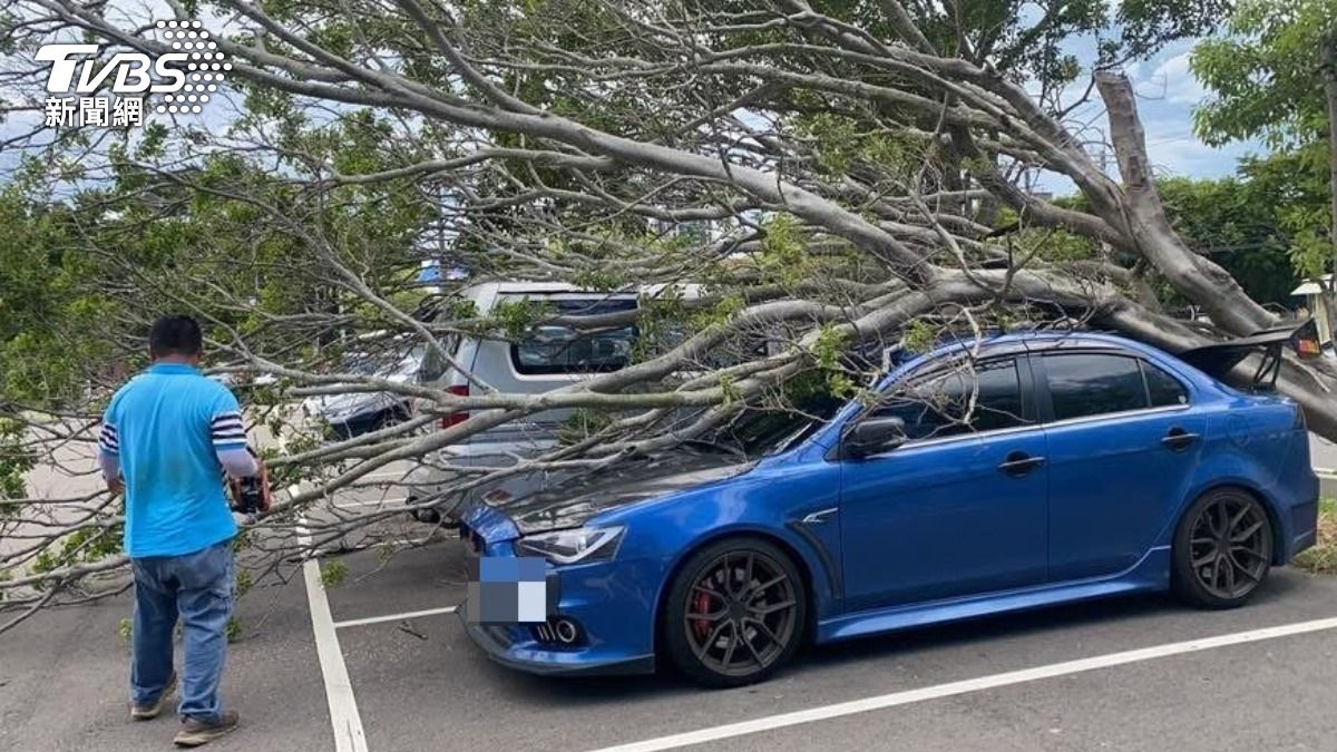 停車場變修車廠!苗栗2大樹遭狂風吹倒 重壓5車板金變形