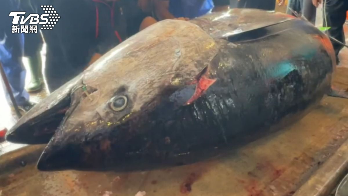 愛吃鮪魚、鯊魚!婦血中汞濃度驚人 新生兒恐智力障礙