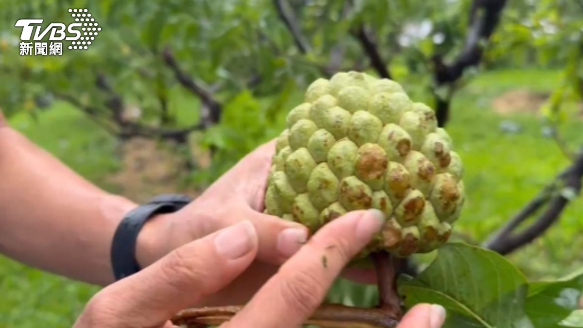 釋迦外皮有損傷，無法販售給消費者。（圖／TVBS）