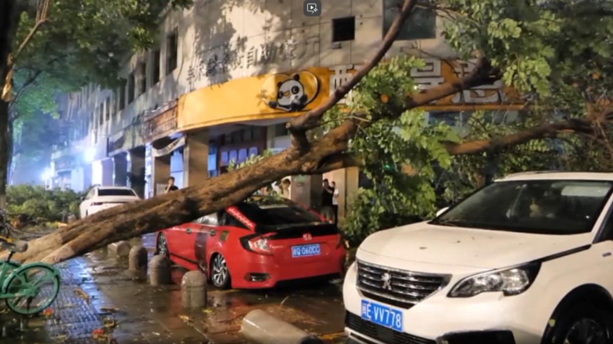 廈門市區路邊行道樹,硬生生被連根拔起。(圖/CCTV+)