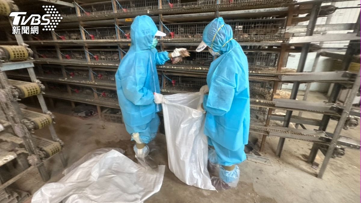 鵪鶉確診感染新型H5N1亞型高病原性禽流感病毒。(圖/TVBS)