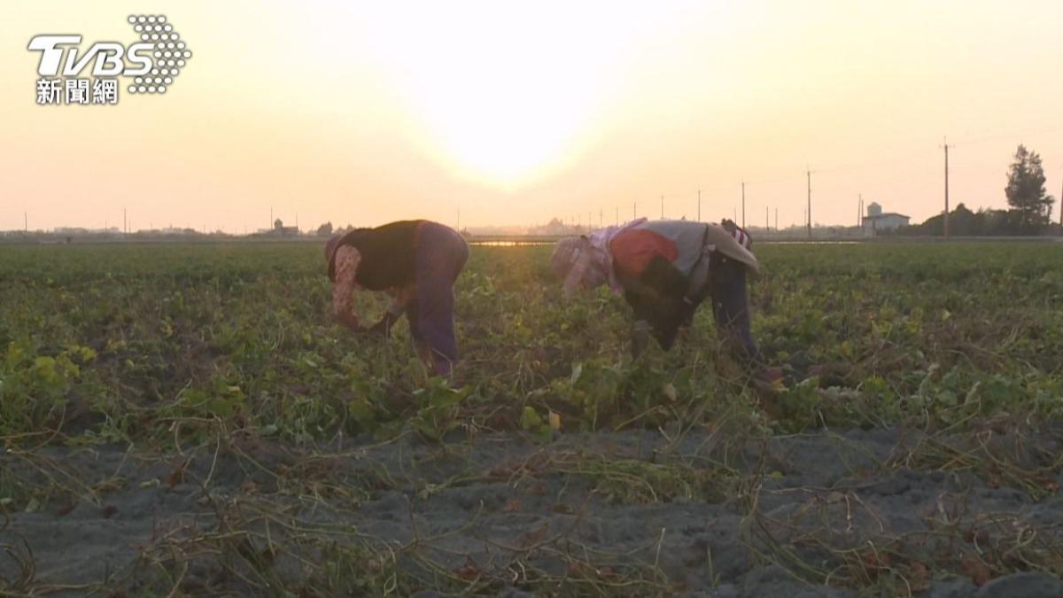 彰化大城鄉是全台第二大地瓜產區。