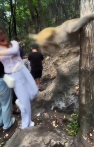 野生獼猴-黔靈山風景區-獼猴攻擊-獼猴中山大學-猴子香蕉