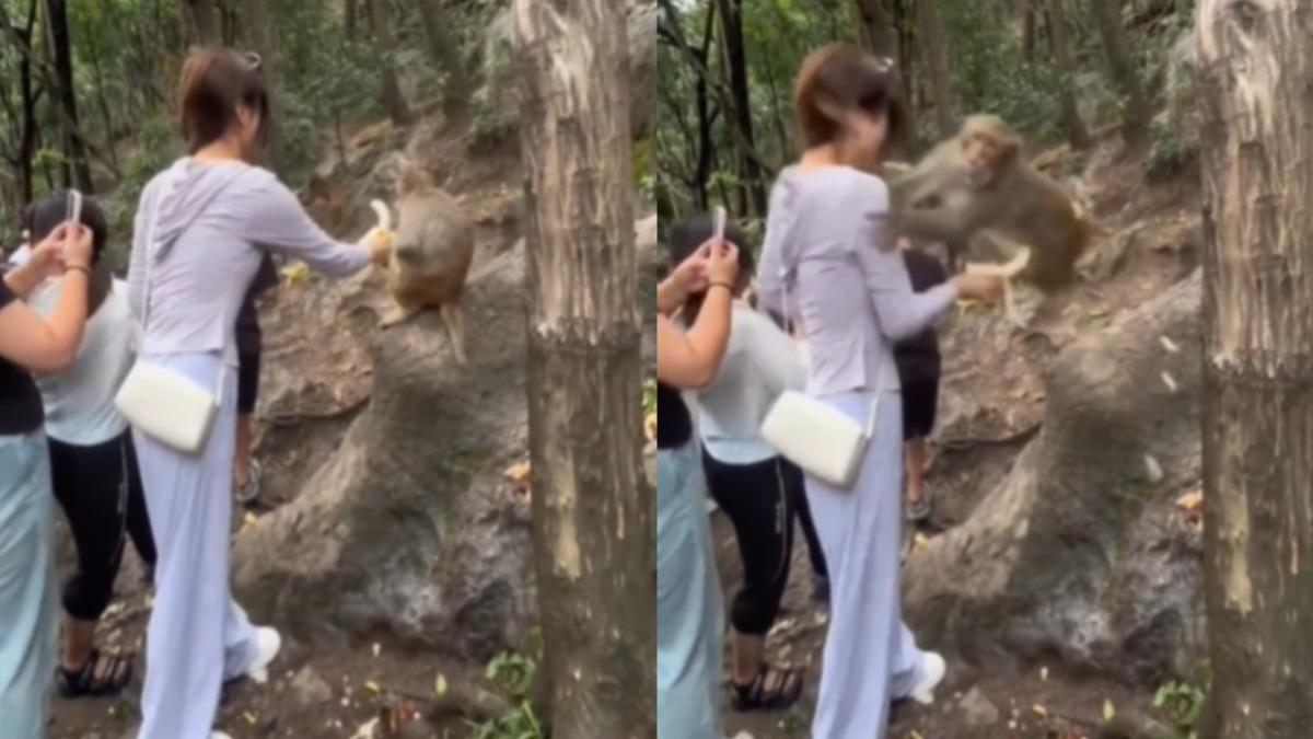 投餵香蕉逗弄!獼猴不爽秒「飛撲狠踹」 陸妹子慘摔下山谷