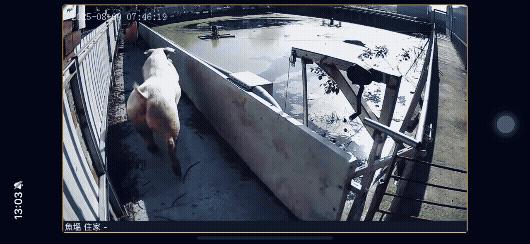 豬跳進魚塭。(圖/TVBS)