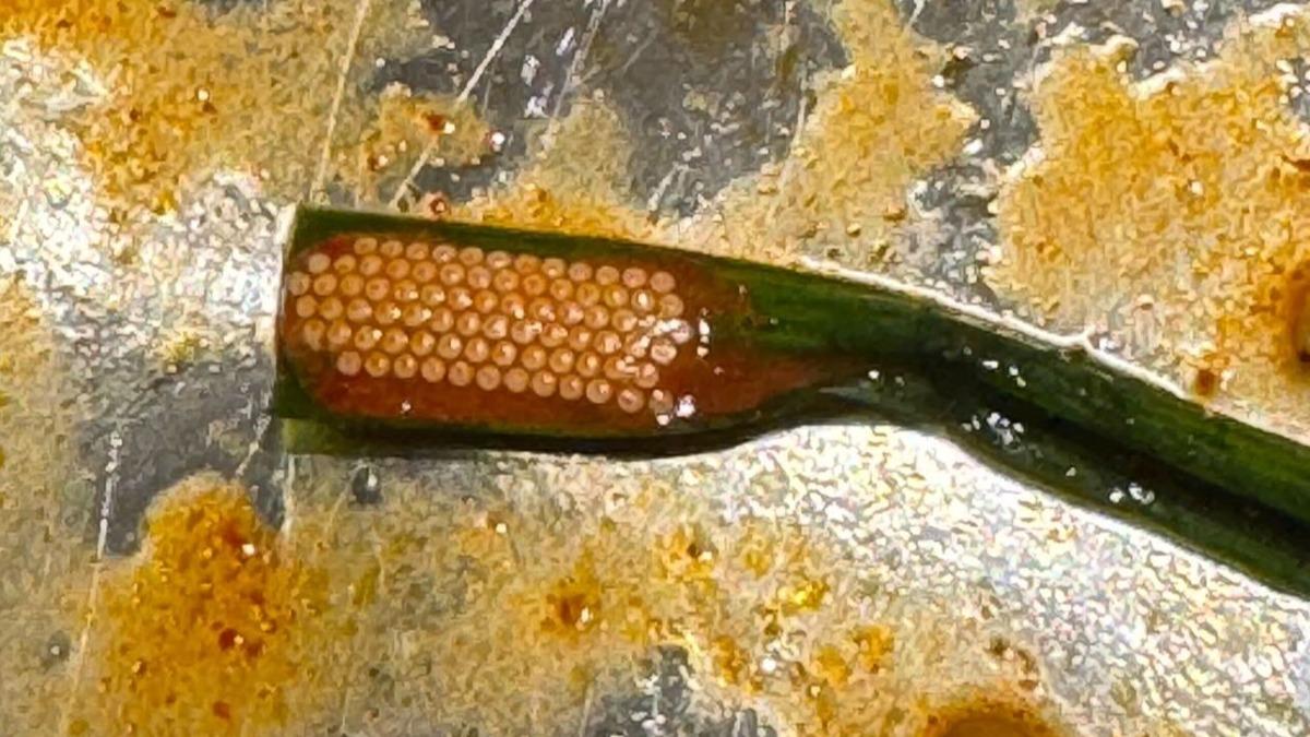 蟲蟲危機!韓式料理韭菜寄生蟲卵。(圖/當事人提供)