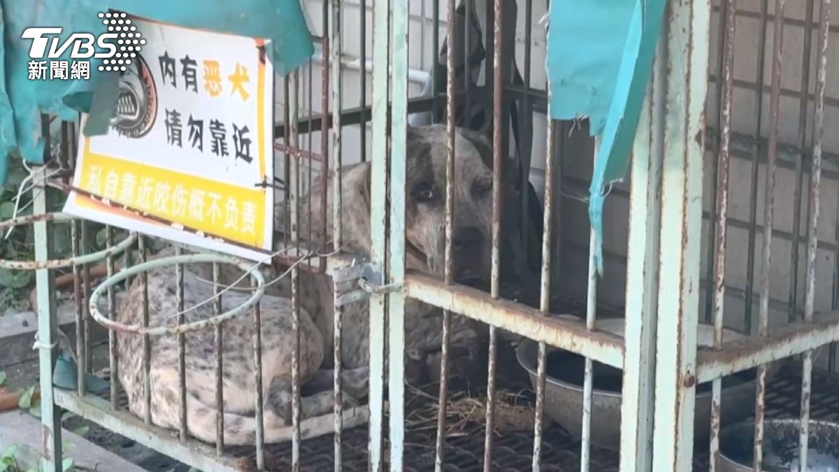 籠子裡的米克斯犬因飼主未確實關好籠門而脫逃。(圖/TVBS)