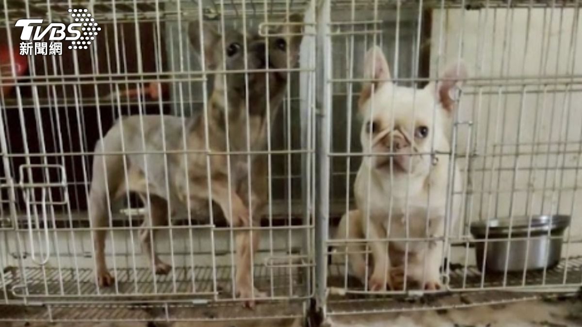 桃園動保處和警方聯手救出非法繁殖場中的法鬥。(圖/桃園動保處提供)