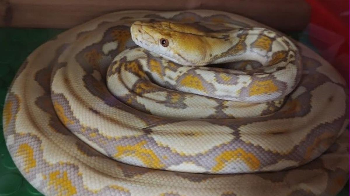 苗栗寵物蛇逃家!2米網紋蟒恐竄大街 飼主急通知:勿自行捕捉