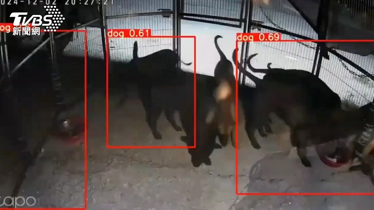 犬隻熱點周邊設置改良後的巨型捕犬圍籬，投放飼料後，只要犬隻達到一定數量，圍籬就會自動關閉（圖／TVBS）