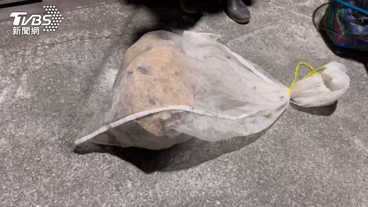 捕蜂人員靠近蜂窩後噴灑殺蟲劑，再將蜂窩放進網袋。（圖／TVBS）