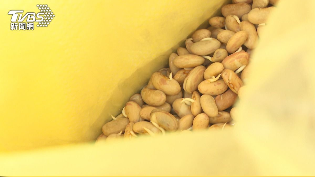 豆子全發芽!豆花工廠損失慘重。(圖/TVBS)