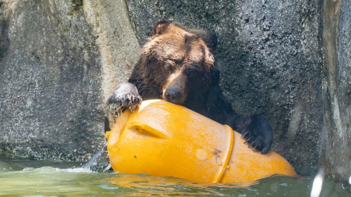 北市動物園棕熊「小喬」今離世!腫瘤復發嚴重 園方含淚放手
