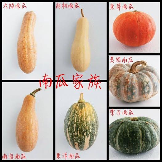 各種南瓜樣貌。(圖/翻攝自臉書@台東好農)