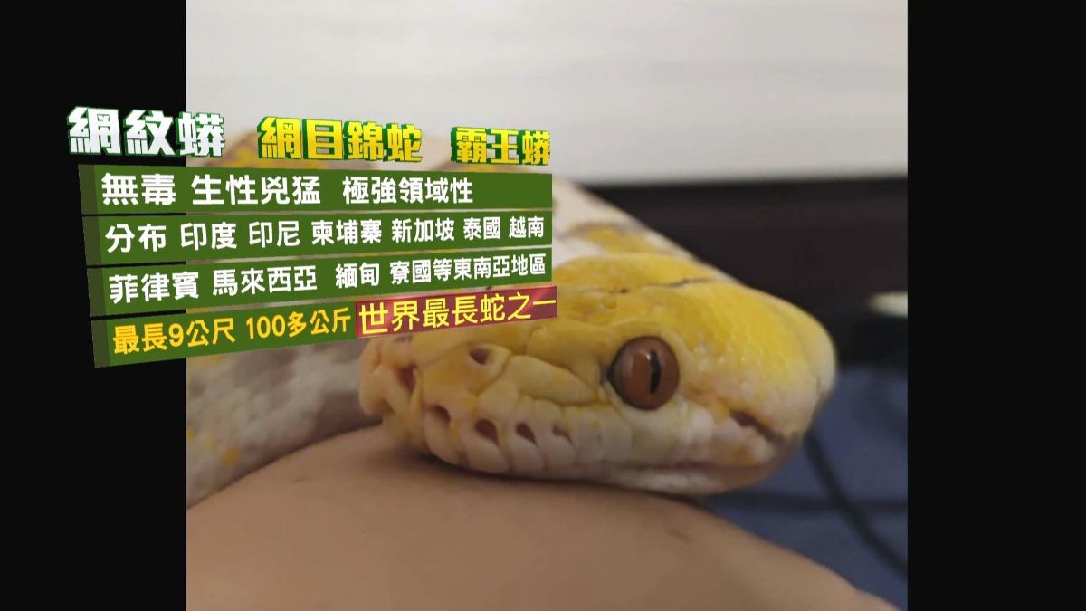 這種蛇大多分布在印度、印尼、柬埔寨等東南亞國家。(圖/民眾提供)