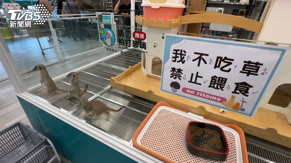 高雄一家寵物店以餵食動物為賣點,收取80元入場費,引發民眾對動物展演許可及飼養環境的質疑。(圖/TVBS)