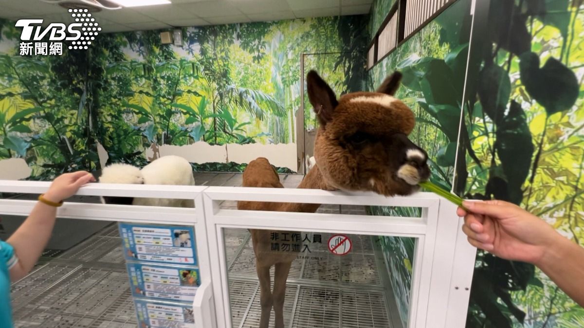 有民眾質疑羊駝生活空間下方是鐵網,認為這樣的環境對有蹄動物不健康。(圖/TVBS)