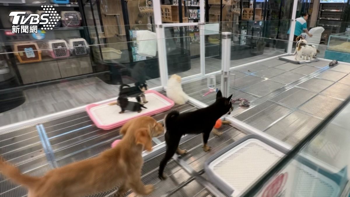 動物保護處在4個月內已進行5次稽查,確實發現部分缺失並開立勸導單,但業者都有進行改善。(圖/TVBS)