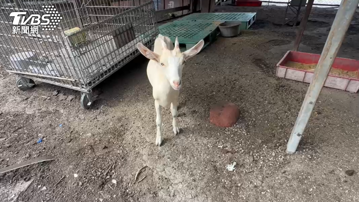 彰化羊遭殘殺!飼主痛心控地主投農藥 120隻懷孕母羊魂斷