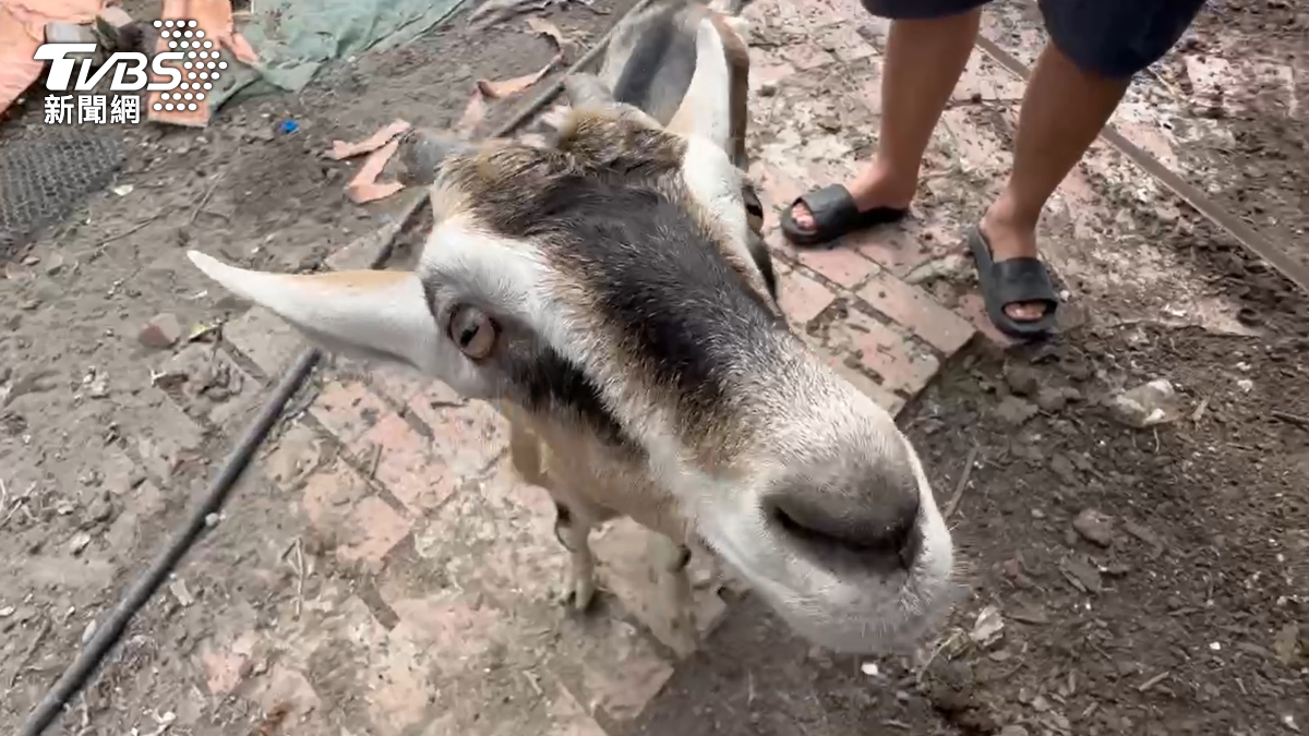 飼主相當痛心。（圖／TVBS）