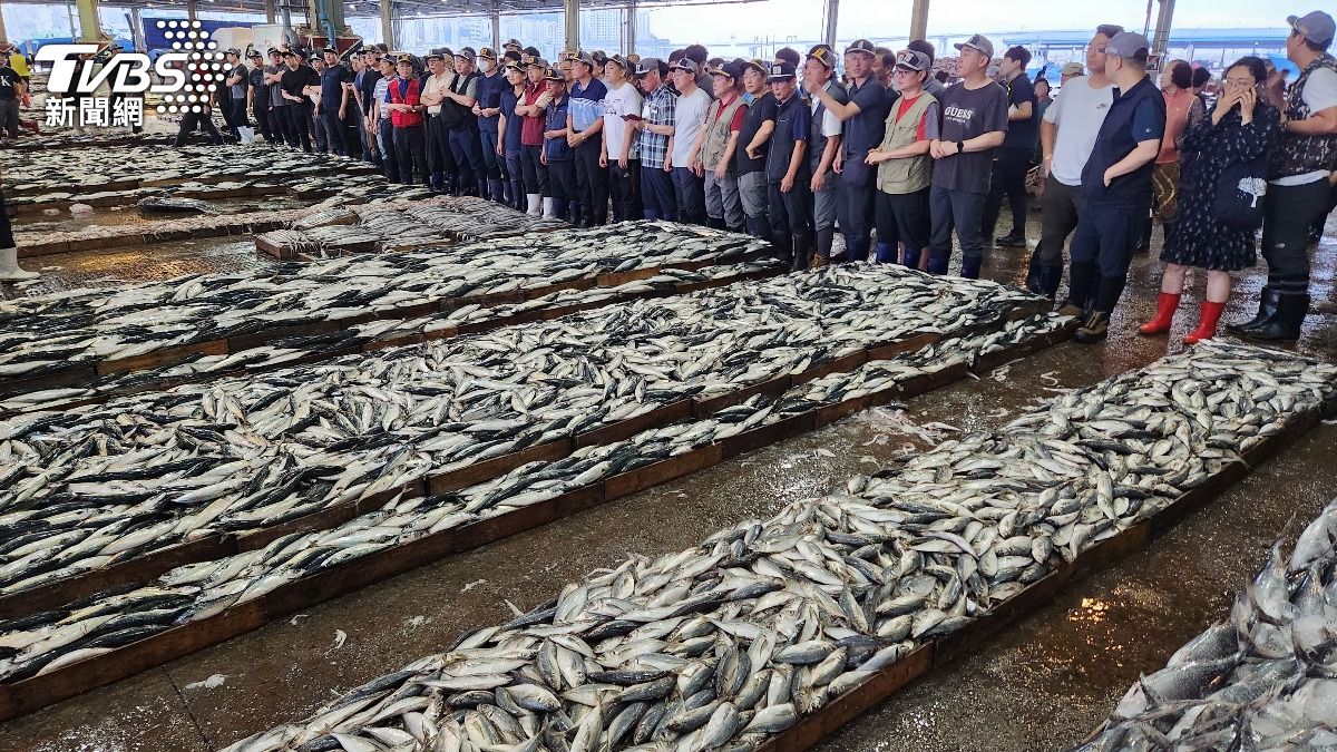 日本面臨酷暑,不過秋刀魚卻意外又大又肥美,被盛讚是10年難得一遇的「奇蹟秋刀魚」。(圖/達志影像歐新社)