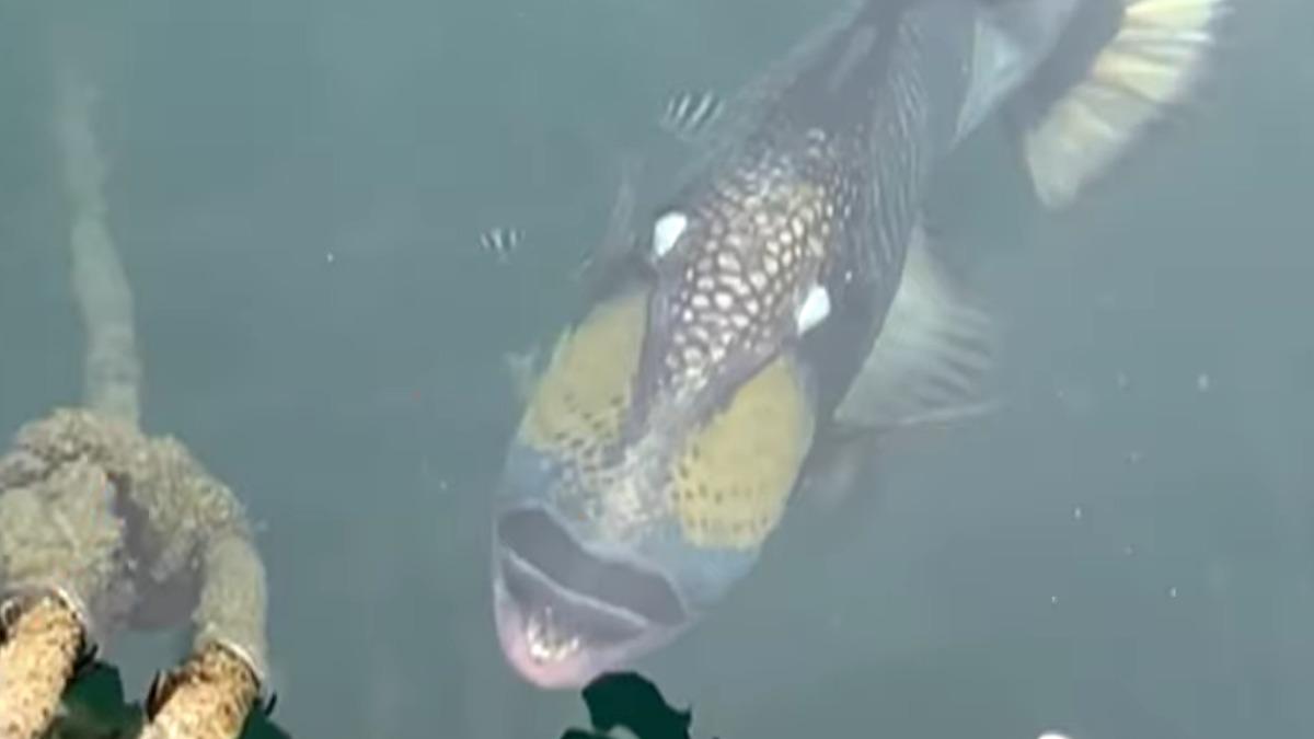 沖繩海域現「生氣臉」危險魚種　潛水客驚呼：比鯊魚還可怕