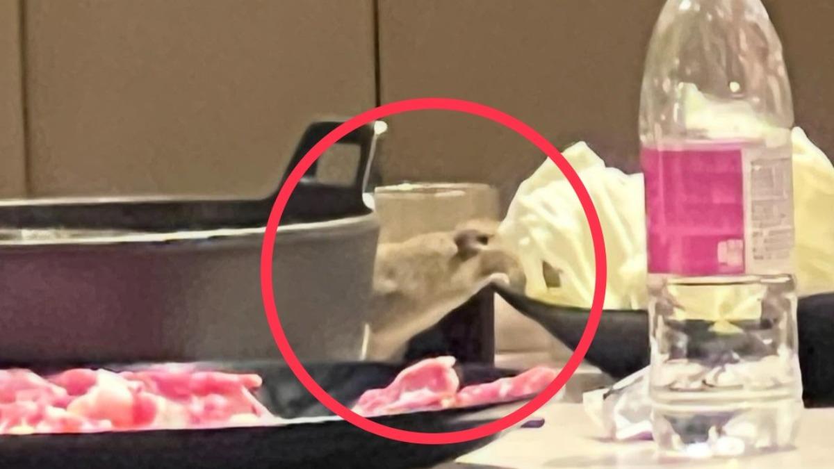 來試菜?高雄火鍋店「料理鼠王」爬上桌爽嗑菜盤 衛生局開罰