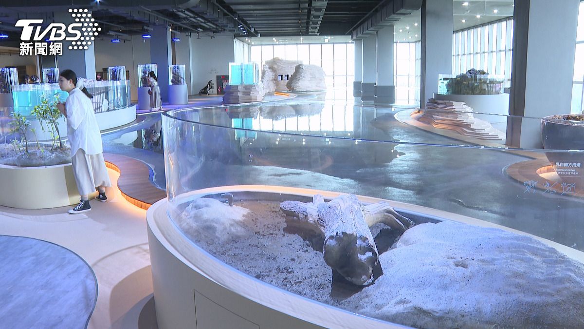 海洋館的設計巧妙融合了室內空間與海洋氛圍,讓遊客在舒適的環境中體驗潮汐變化。(圖/TVBS)