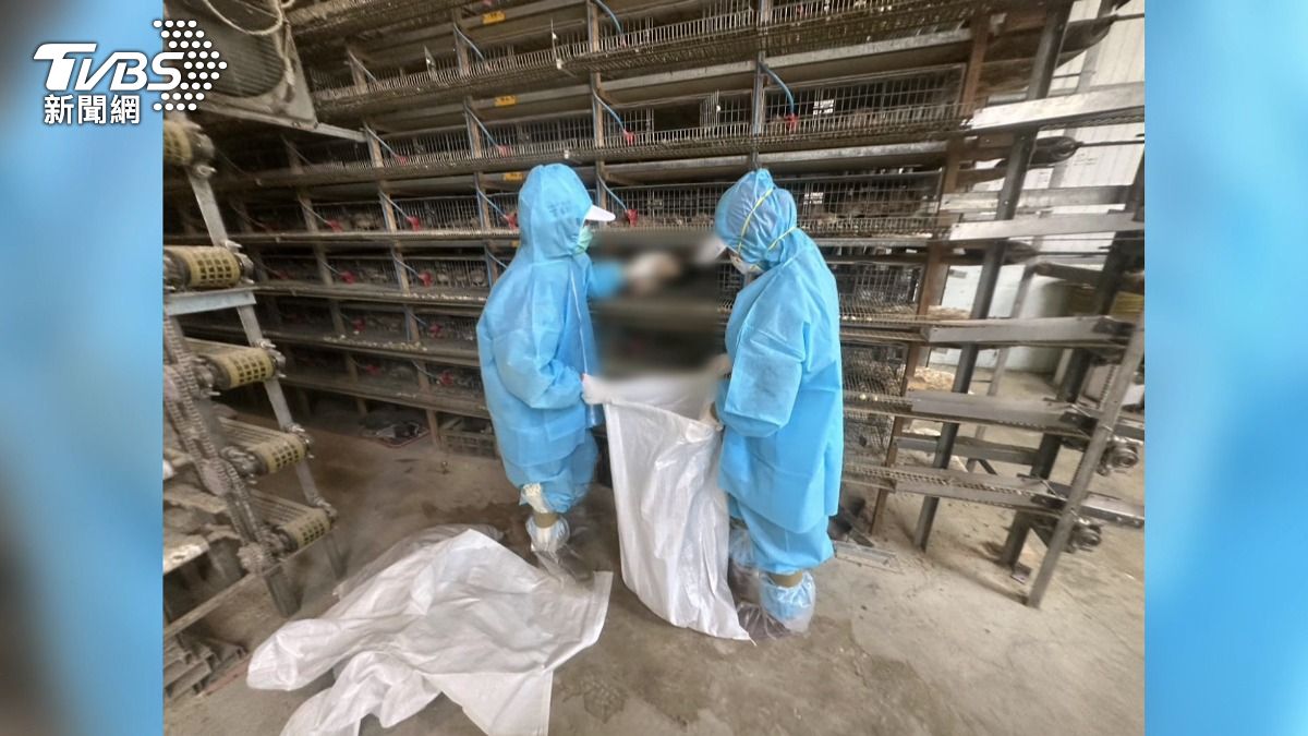 彰化鵪鶉場連環感染「新型H5N1」 全台8%存量遭殺光。(圖/TVBS)