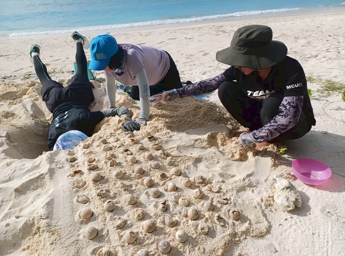 全台海龜產卵創近3年新高 6處棲地紛報喜