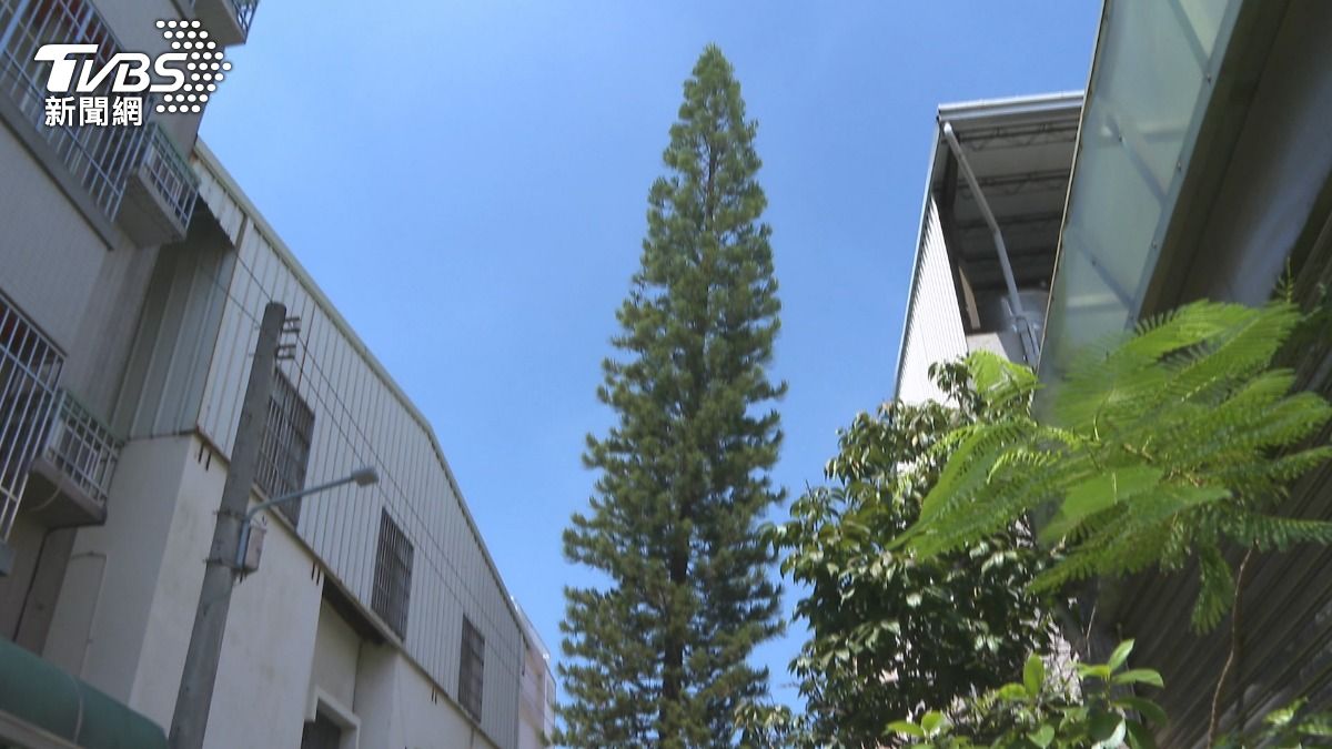 在地居民早已習慣這棵樹的存在，見證了它一年又一年的成長。(圖／TVBS)