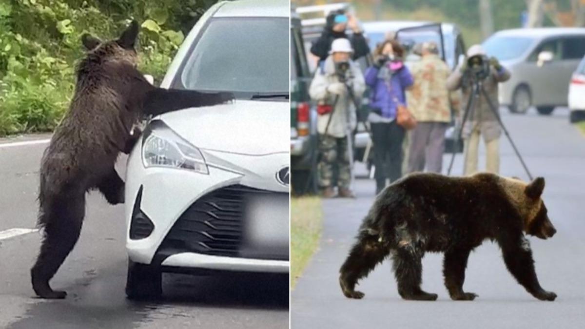 日本棕熊襲人事件頻傳！資深獵人曝1行為是大忌　保命這樣做
