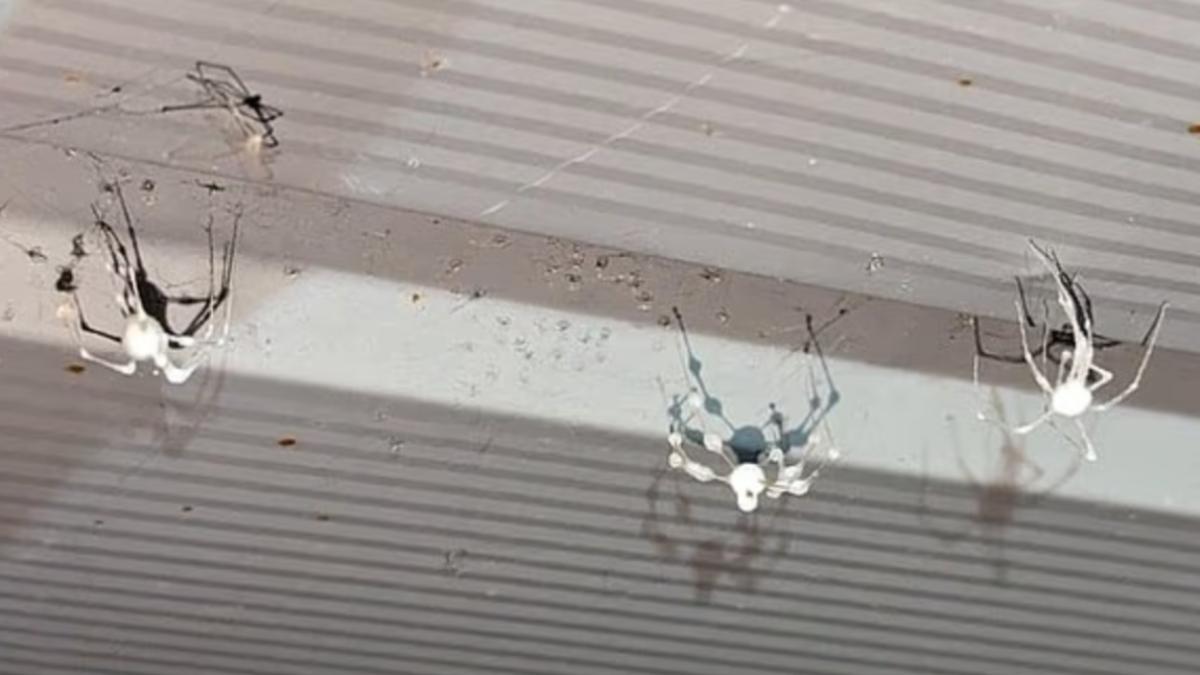 全球不少居民在酒窖、地下室、花園等地發現被真菌感染的蜘蛛。(圖/翻攝dailymail)