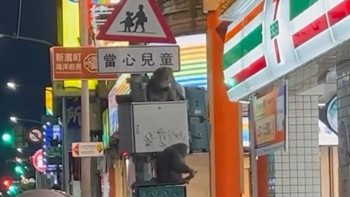 兩隻猴子坐在變電箱上,但鏡頭拉近看後,發現牠們竟然在吃「枝仔冰」(圖/翻攝Threads_mooteafun)