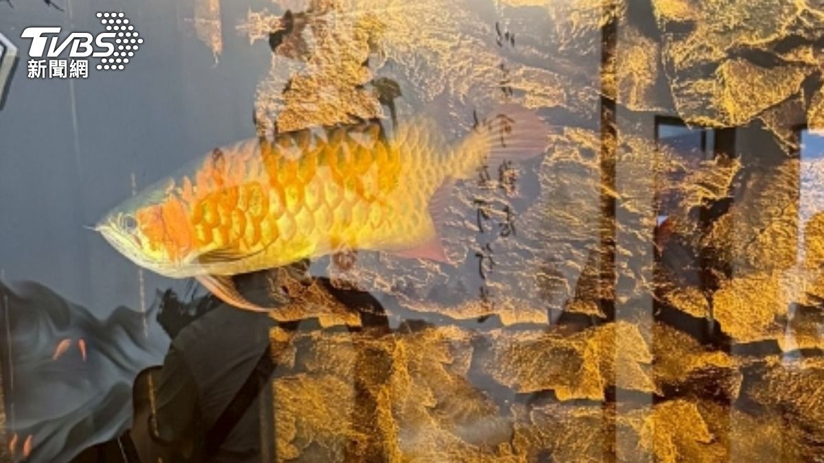 水族業者表示黑幫養的是綠皮血紅龍。（圖／TVBS）