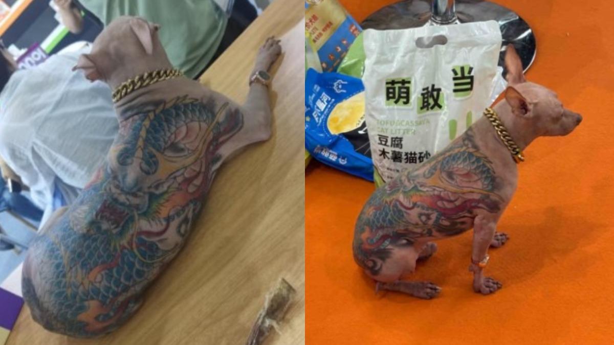 亞洲寵物展-刺青狗-無毛狗-上海