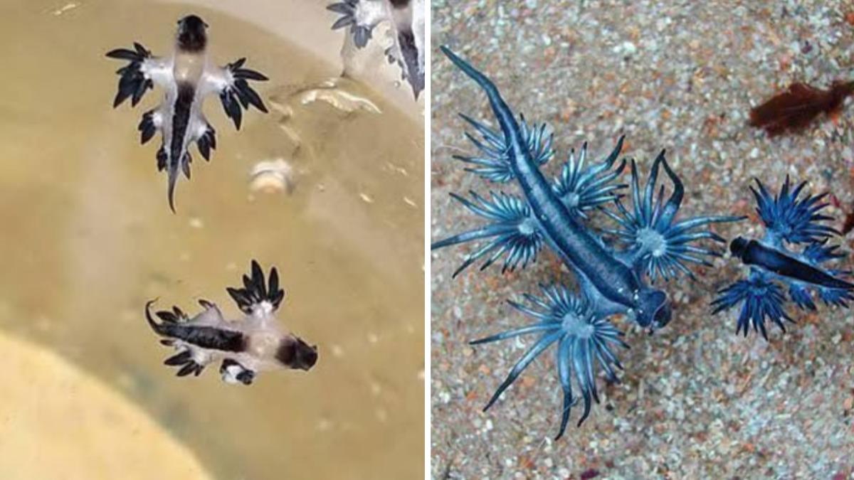 才害西班牙下禁泳令!絕美「藍龍」出沒普吉島 泰當局疾呼有劇毒