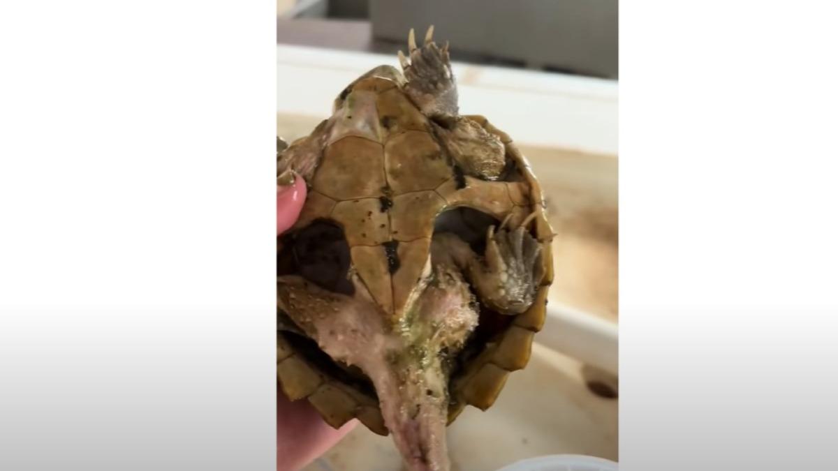鱷龜成「餓龜」！被遺忘箱底餓1年　僅剩龜殼還活著