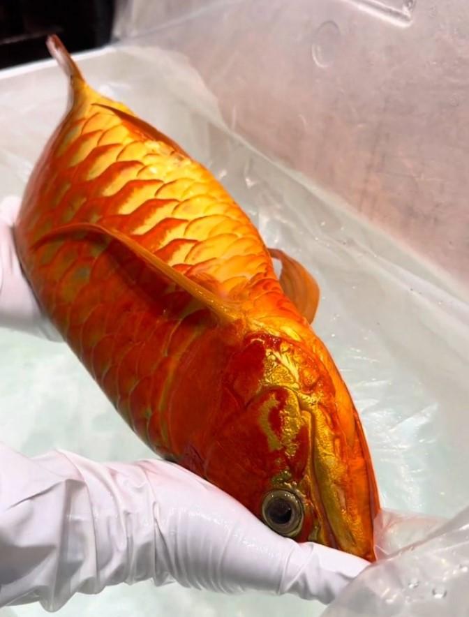 龍魚-冠軍龍魚-龍魚同好-眼睛手術-眼睛修復-龍魚手術-龍魚錦標賽